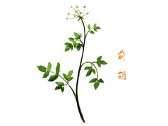 重阳节祝福文案简短_重阳节老人活动文案